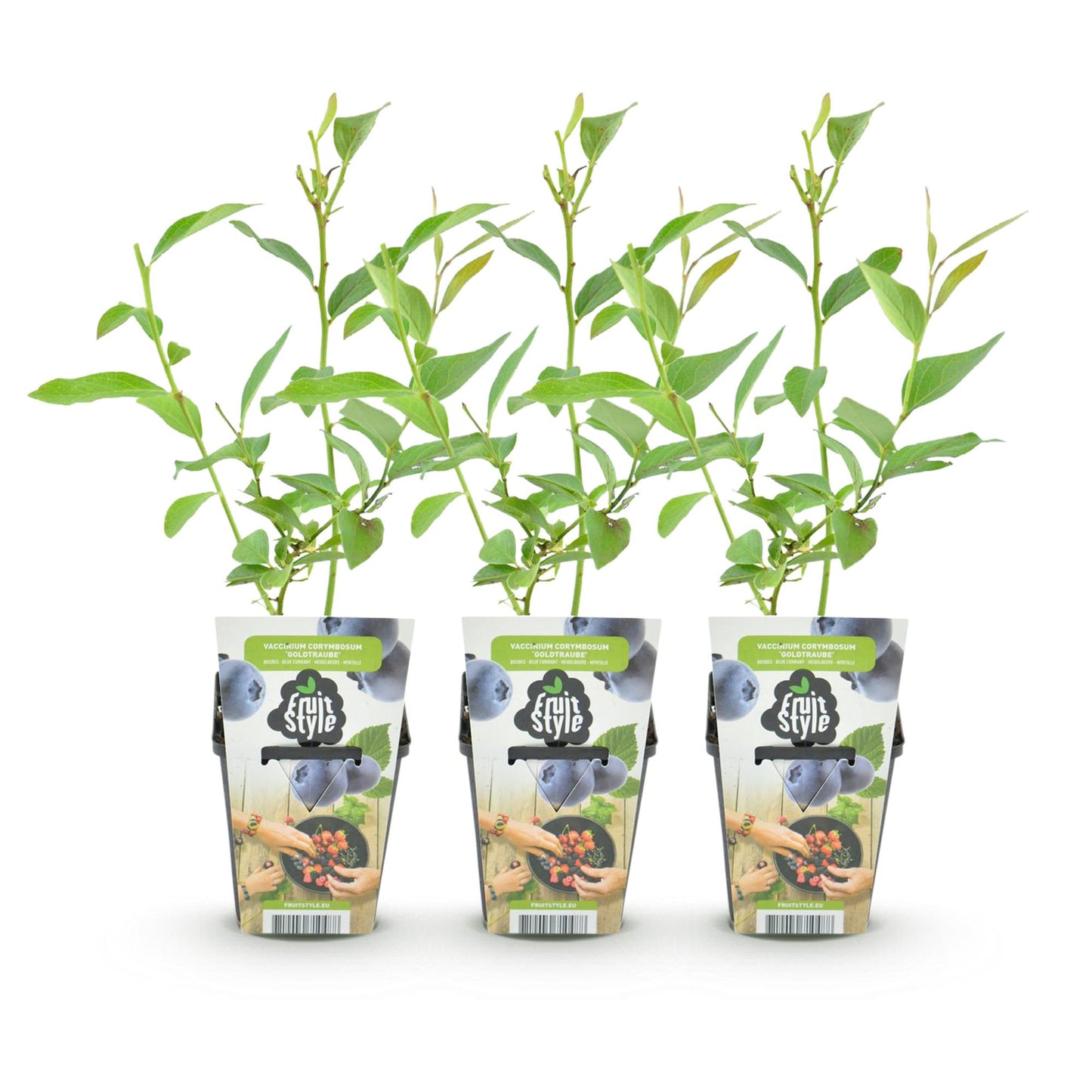Myrtillier 'Goldtraube' : 3 jeunes plants en pot, alignés sur un fond blanc pur, prêts à être plantés pour des baies bleues.