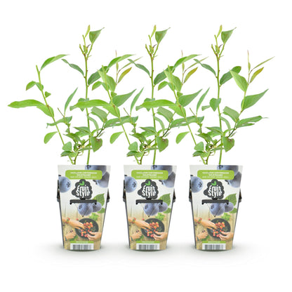 Myrtillier 'Goldtraube' : 3 jeunes plants en pot, alignés sur un fond blanc pur, prêts à être plantés pour des baies bleues.