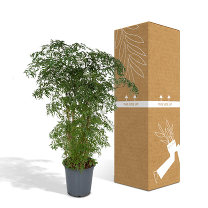 Polyscias fruticosa à côté de son carton de livraison renforcé, expédié par notre producteur partenaire