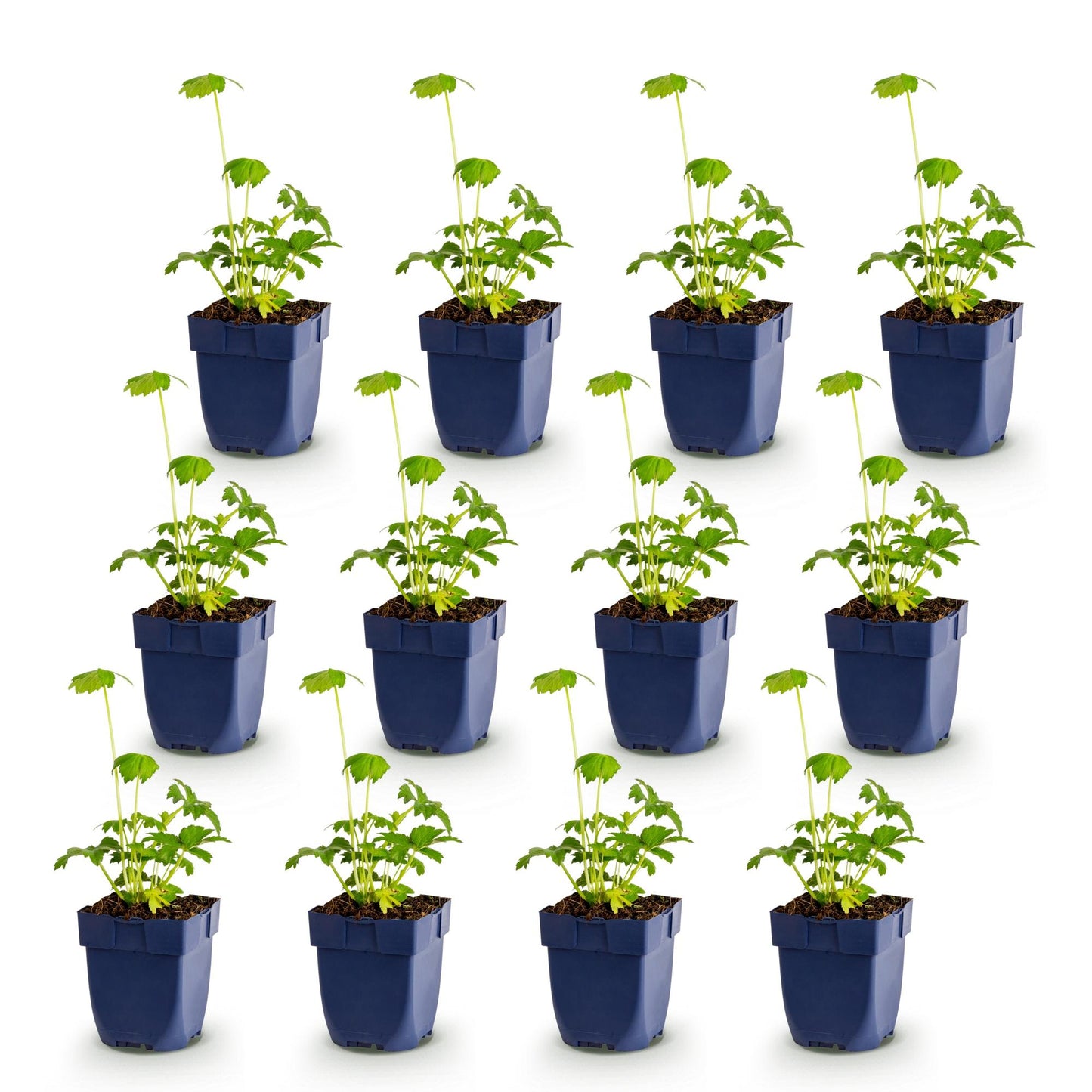 Astrantia major Étoile des champs en pots bleus, jeunes plants à feuillage vert. Lot de 12 plants. Idéal pour ombre, floraison blanc-rose.