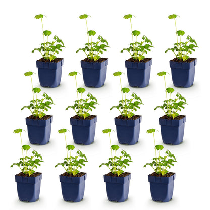 Astrantia major Étoile des champs en pots bleus, jeunes plants à feuillage vert. Lot de 12 plants. Idéal pour ombre, floraison blanc-rose.