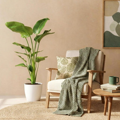 Plantes d'intérieur - Strelitzia Nicolai - Fleur de paradis - Peu d'entretien - Vert - 1 Plante - avec Potter Blanc - Pot 21cm - Hauteur 110-120cm