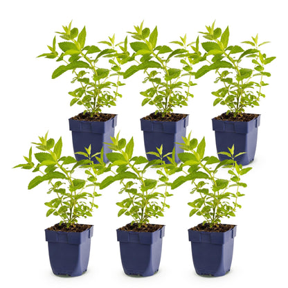 Nepeta sib. Wild Orchid : lot de 6 jeunes plants d'herbe à chat en pot, feuillage vert vif, prêts à être plantés en extérieur.