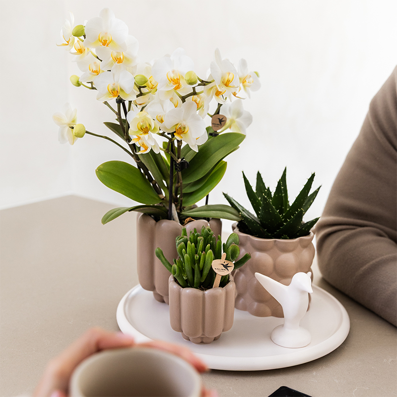 Orchidée Phalaenopsis blanche en pot
