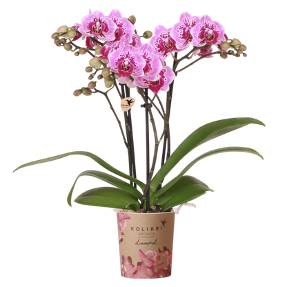 Orchidée Phalaenopsis 'El Salvador' rose et violette tachetée, pot 9 cm