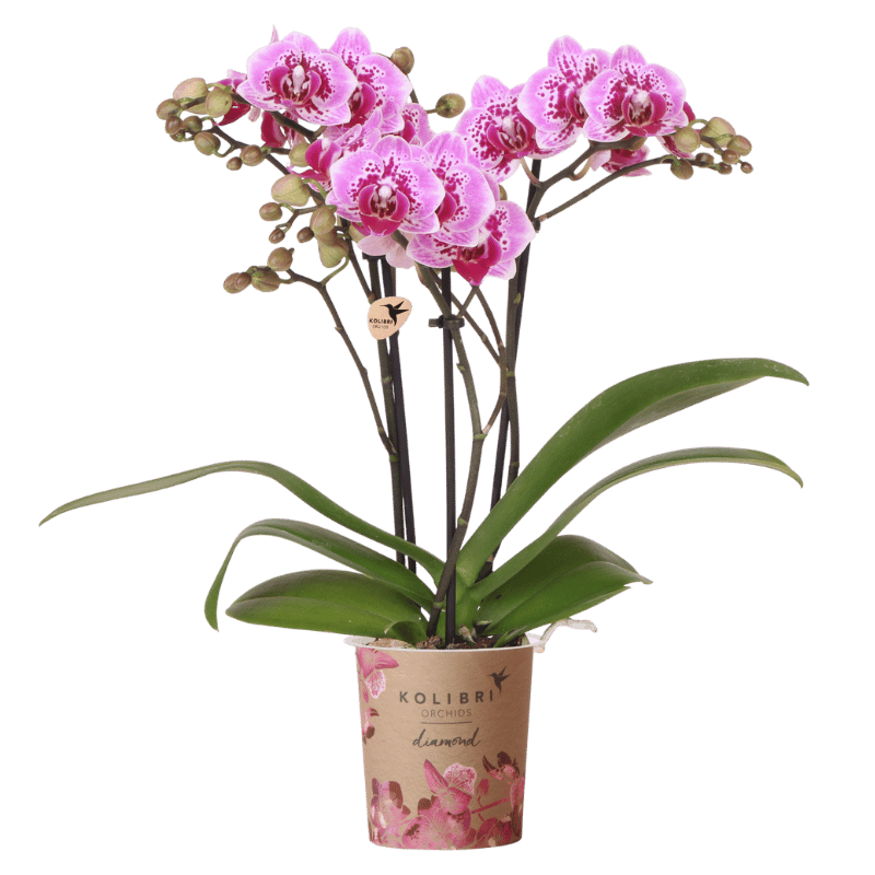 Orchidée Phalaenopsis 'El Salvador' rose et violette (Phalaenopsis) - Pot 9 cm