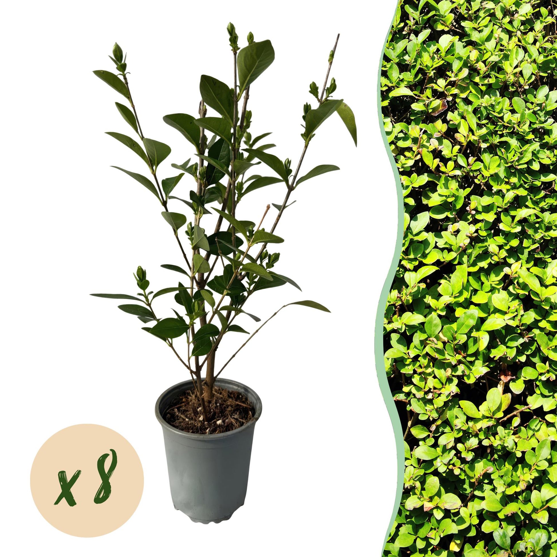 Ligustrum ovalifolium en pot avec une bulle 'x8', idéal pour haie. Plant de ligustre commun persistant, hauteur 35-45cm.