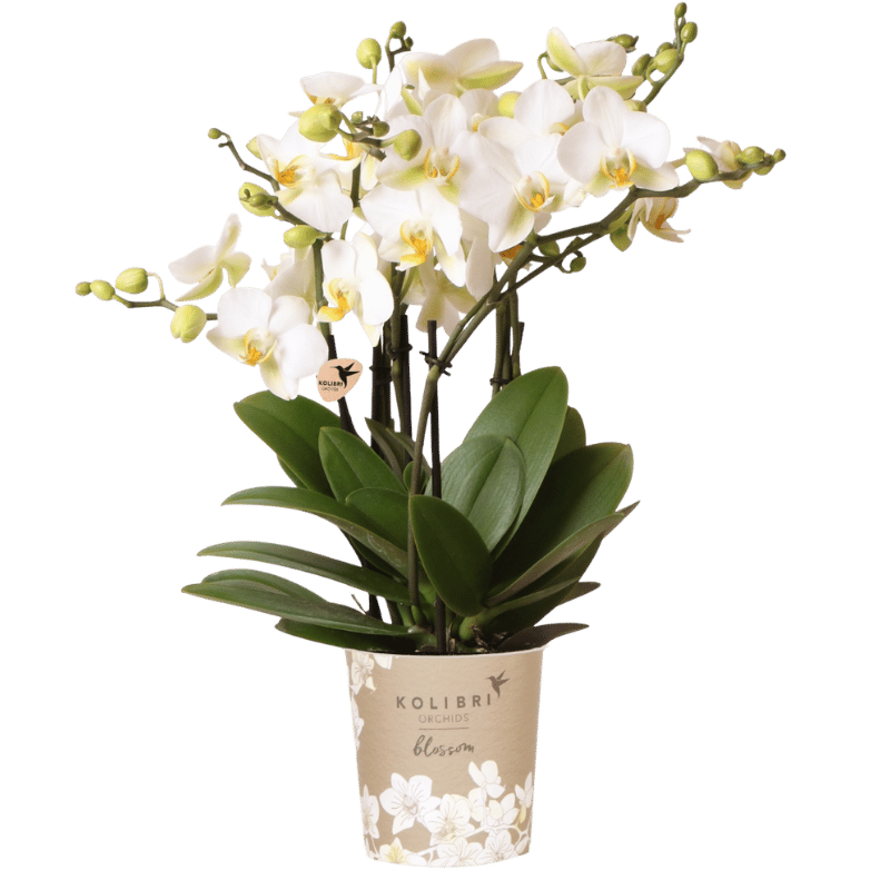 Orchidée Phalaenopsis 'Lausanne' blanche aux nombreuses fleurs, pot 12 cm
