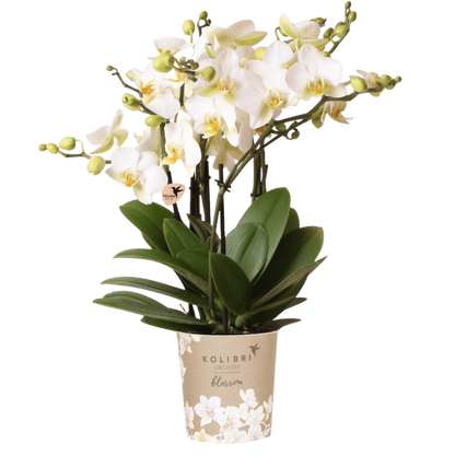Orchidée Phalaenopsis 'Lausanne' blanche aux nombreuses fleurs, pot 12 cm