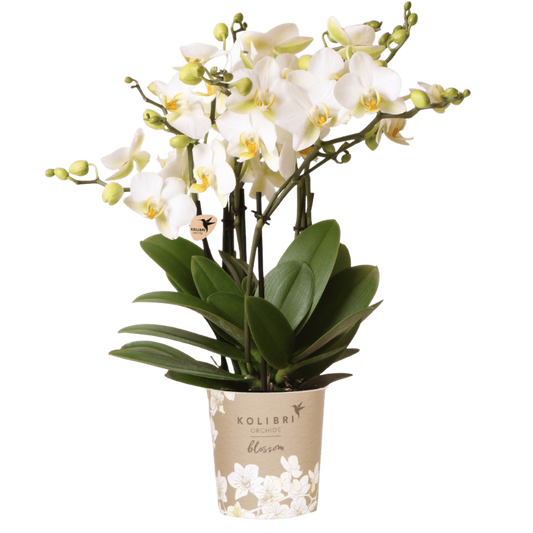 Orchidée Phalaenopsis 'Lausanne' blanche aux nombreuses fleurs, pot 12 cm