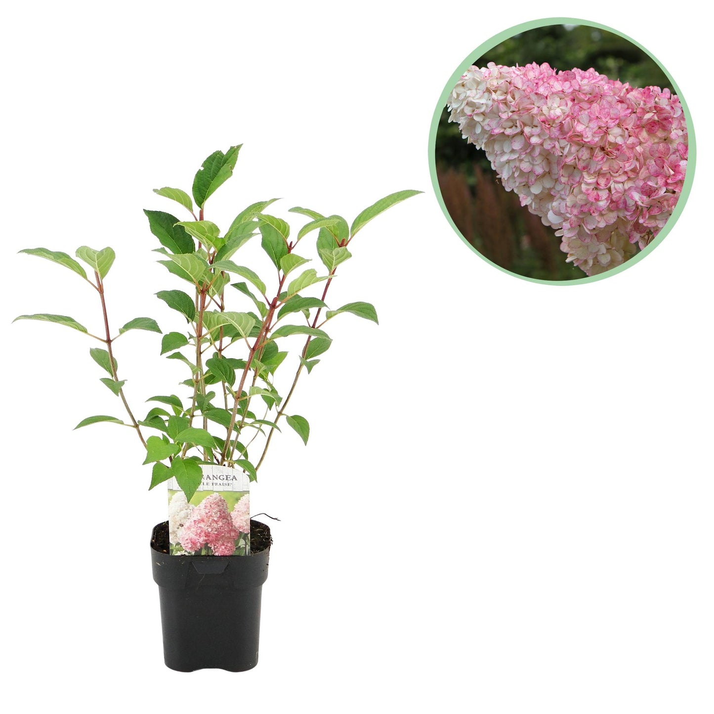 Hortensia Panachée Hydrangea panniculata Vanille Fraise en pot de 17cm avec une vignette montrant ses fleurs blanches et roses.