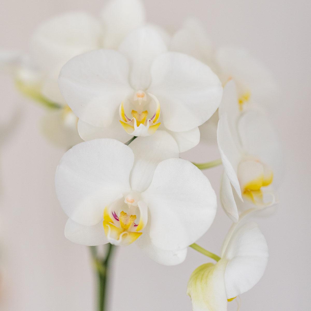 Orchidée Phalaenopsis blanche en pot