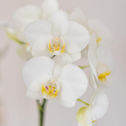 Orchidée Phalaenopsis blanche en pot