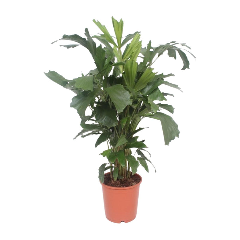 Caryota mitis - Palmier queue de poisson - Pot de 24cm - Hauteur 110cm