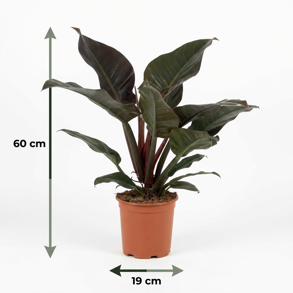 Plante d'intérieur - Philodendron - Philodendron Imperial Red - Rouge - Entretien facile - 1 Plante - Pot 19cm - Hauteur 60cm