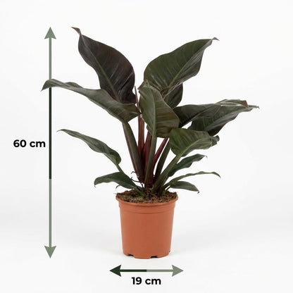 Plante d'intérieur - Philodendron - Philodendron Imperial Red - Rouge - Entretien facile - 1 Plante - Pot 19cm - Hauteur 60cm