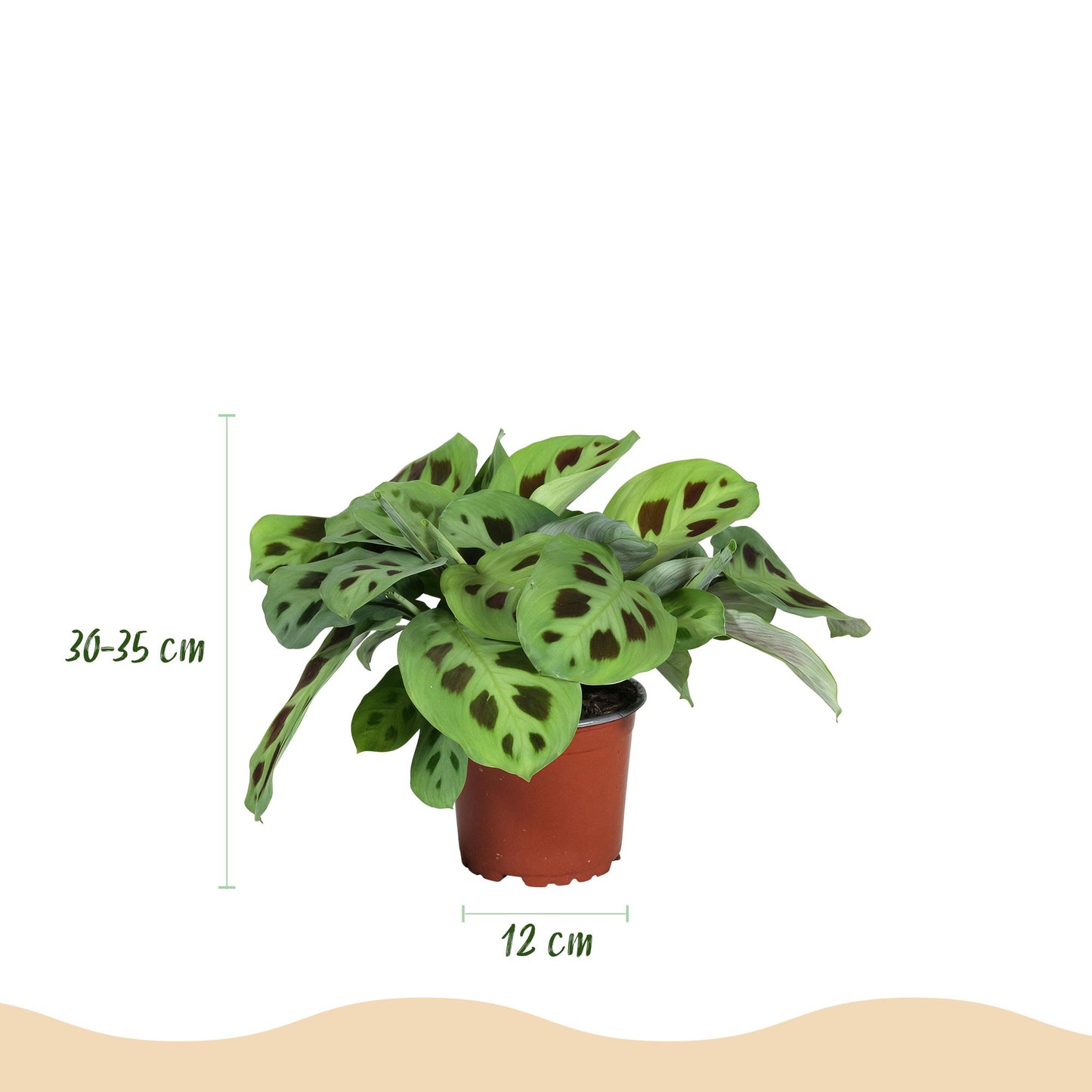Un Maranta Fascinator Kerchoveana, ou Plante de prière, au feuillage panaché, dans un pot de culture de 12cm