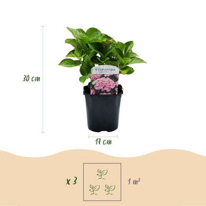 Hortensia de jardin (Hydrangea macrophylla), arbuste fleuri rustique, Pot 17 cm, Hauteur 30 cm