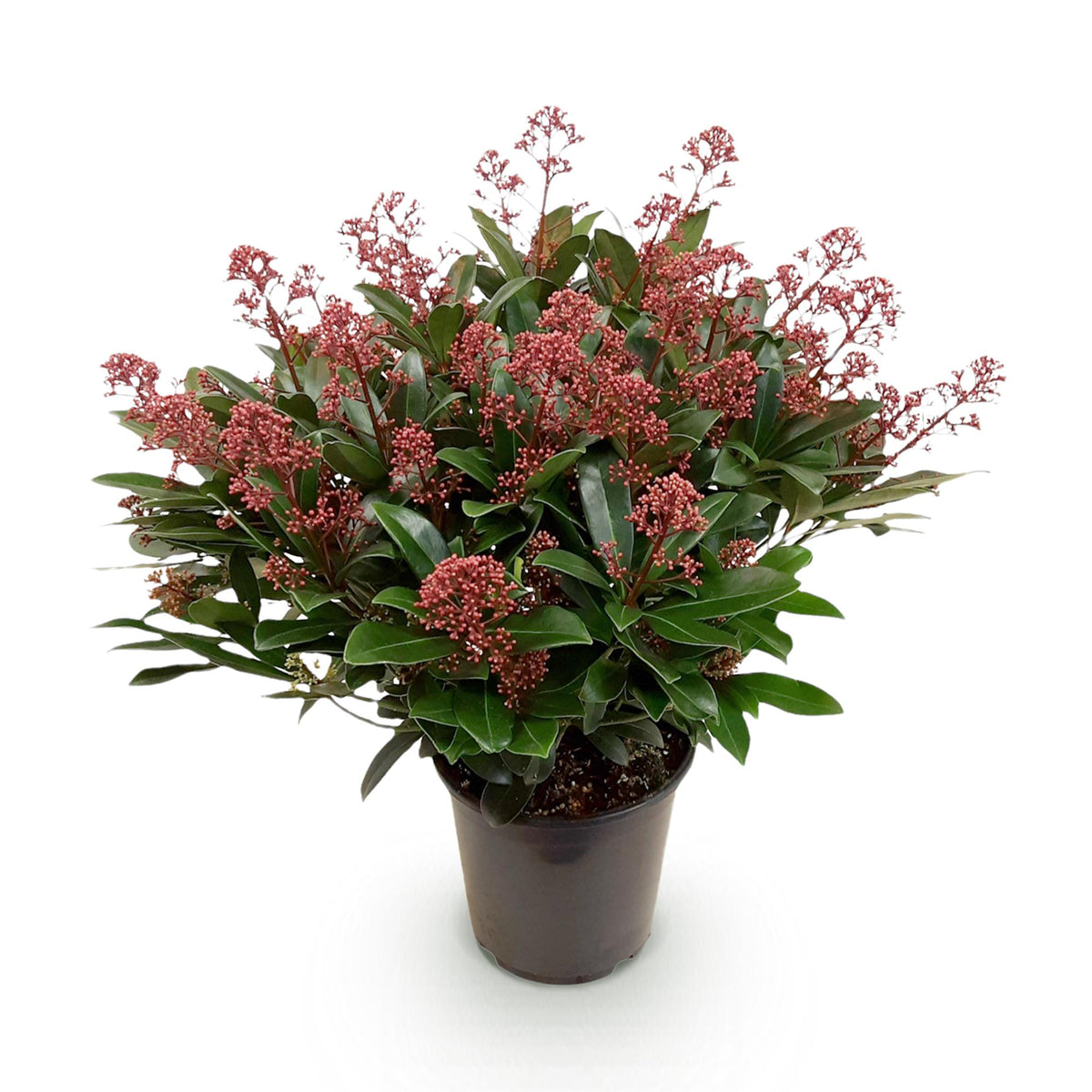 Skimmia 'Rubella' - 1 plant en pot de 19 cm