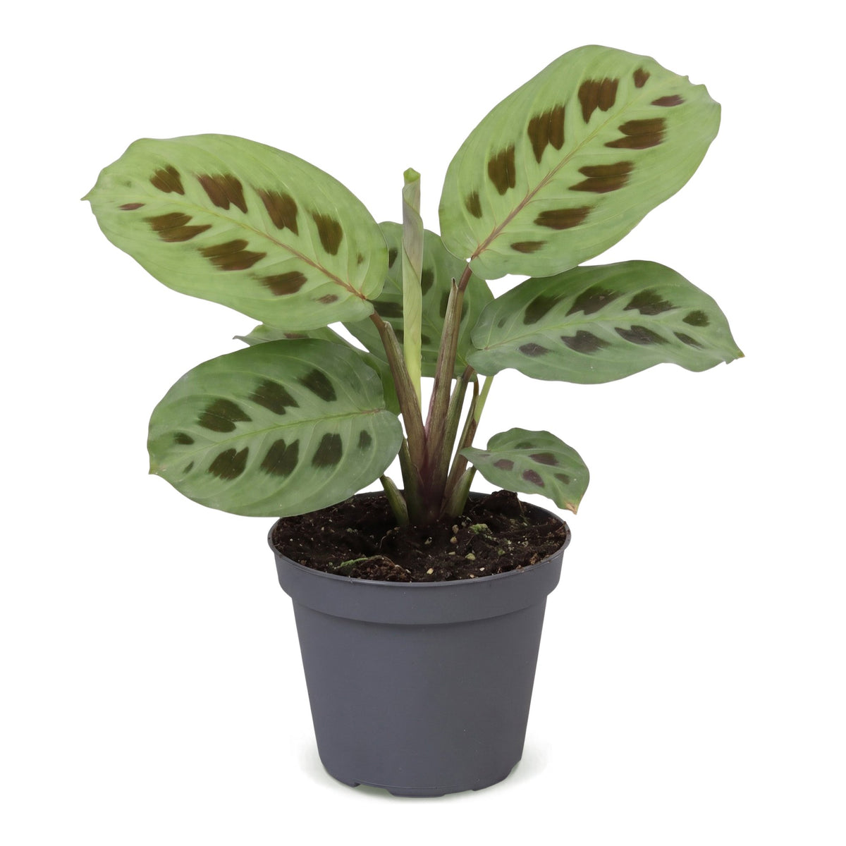Maranta Kerchoveana, plante lapin, en pot de 6 cm