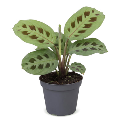 Maranta Kerchoveana, plante lapin, en pot de 6 cm