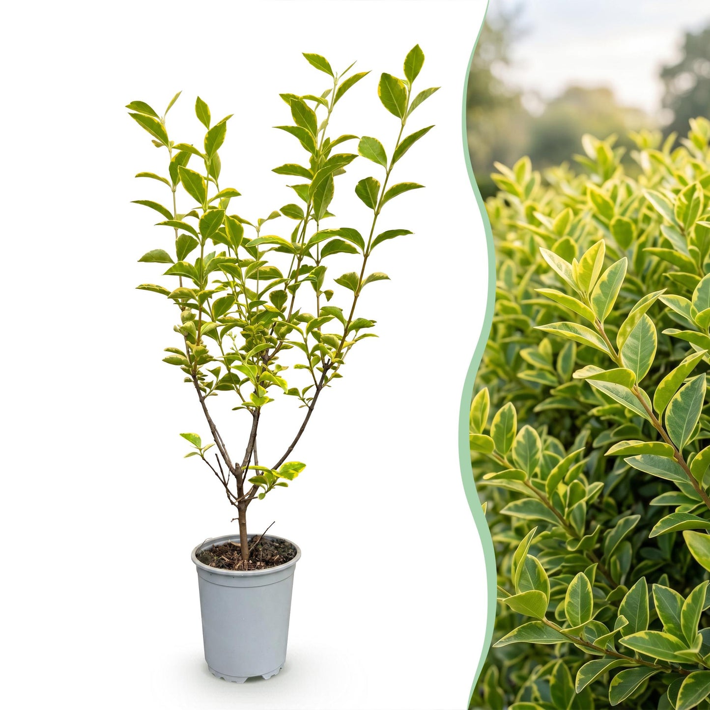 Ligustrum ovalifolium Aureum. Un jeune plant en pot et une haie dense aux feuilles panachées de vert et de jaune.