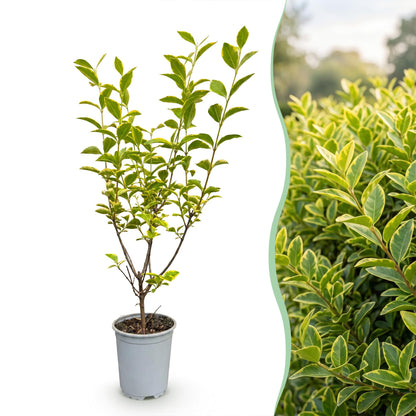 Ligustrum ovalifolium Aureum. Un jeune plant en pot et une haie dense aux feuilles panachées de vert et de jaune.