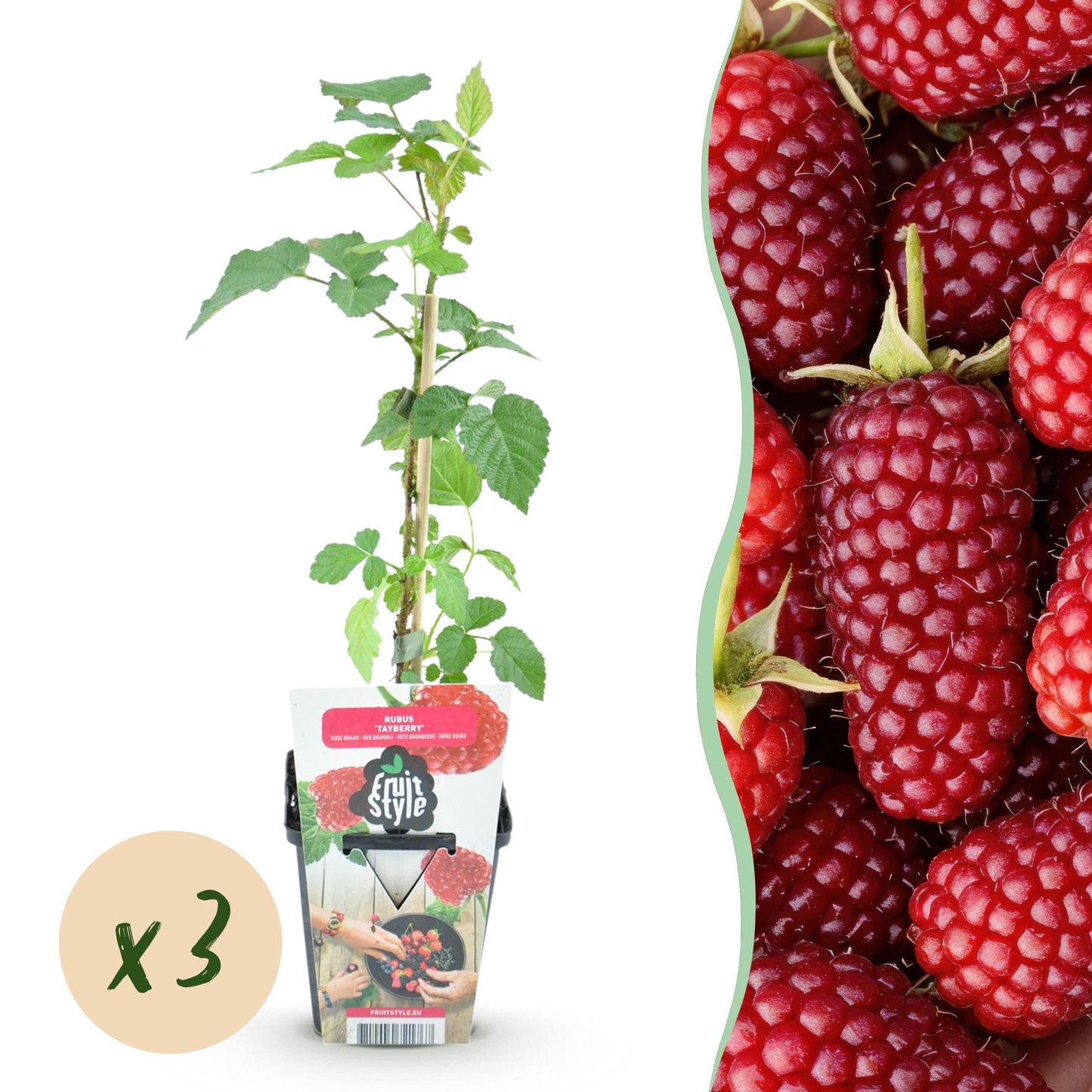Rubus Tayberry en pot, avec pastille « x3 », et un fond de gros plan de ses fruits rouges et juteux pour une récolte abondante.