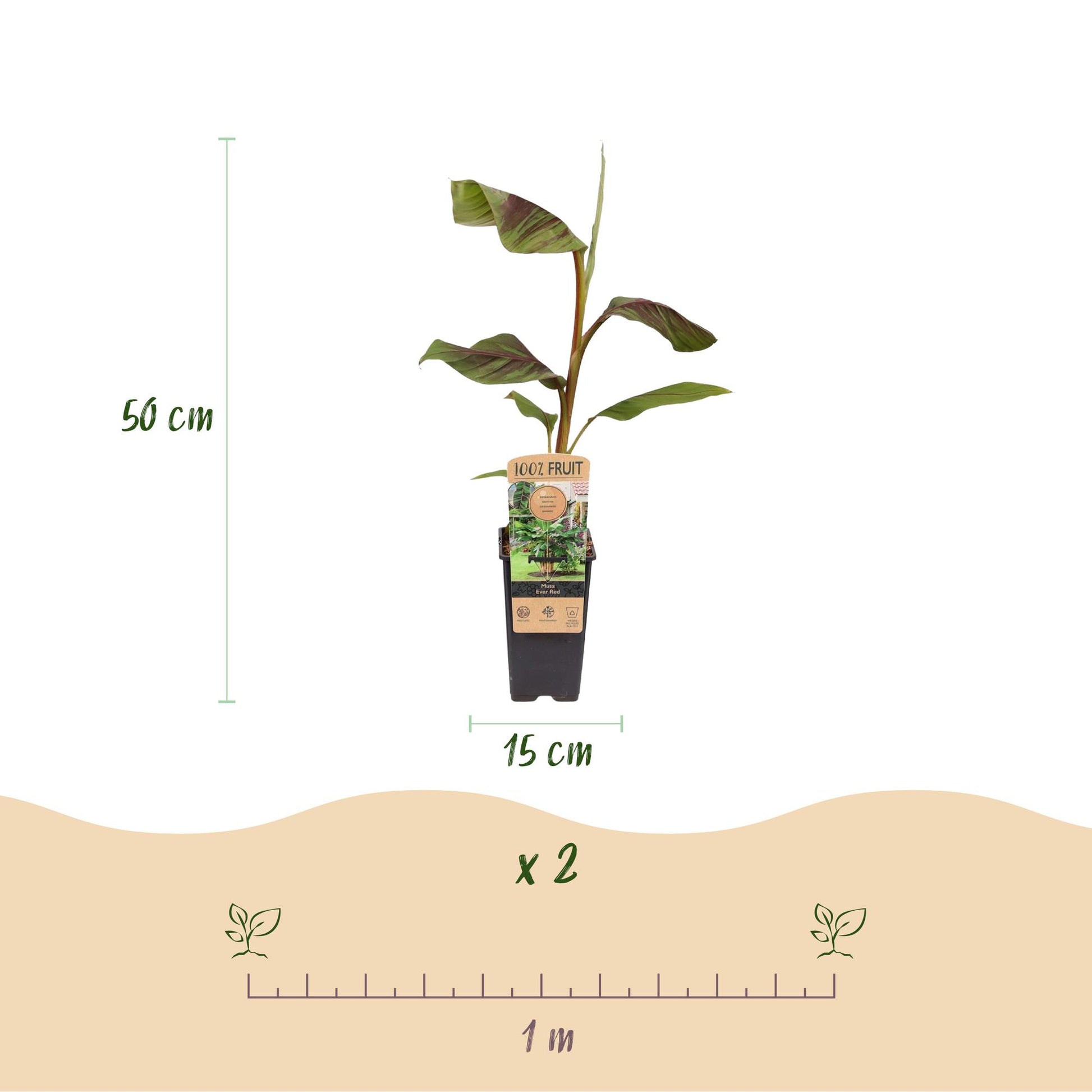 Musa Ever Red. Schéma montrant un bananier Musa Ever Red en pot noir de 15cm et sa hauteur de 50cm, avec la quantité du lot « x 2 » et l'esp