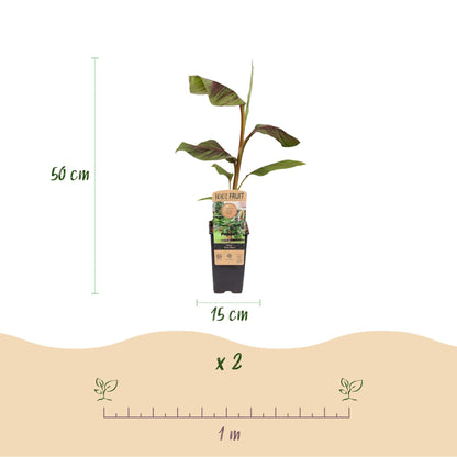 Musa Ever Red. Schéma montrant un bananier Musa Ever Red en pot noir de 15cm et sa hauteur de 50cm, avec la quantité du lot « x 2 » et l'esp