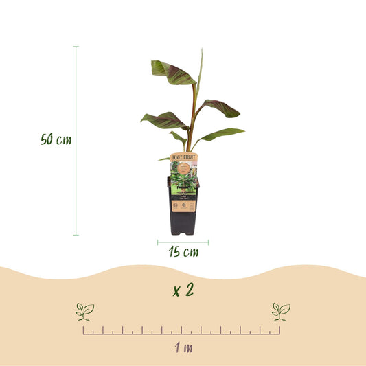 Musa Ever Red. Schéma montrant un bananier Musa Ever Red en pot noir de 15cm et sa hauteur de 50cm, avec la quantité du lot « x 2 » et l'esp