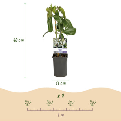 Clématite armandii : image présentant un plant en pot avec ses dimensions (40 cm de haut, pot de 11 cm) et un schéma d'espacement de plantat