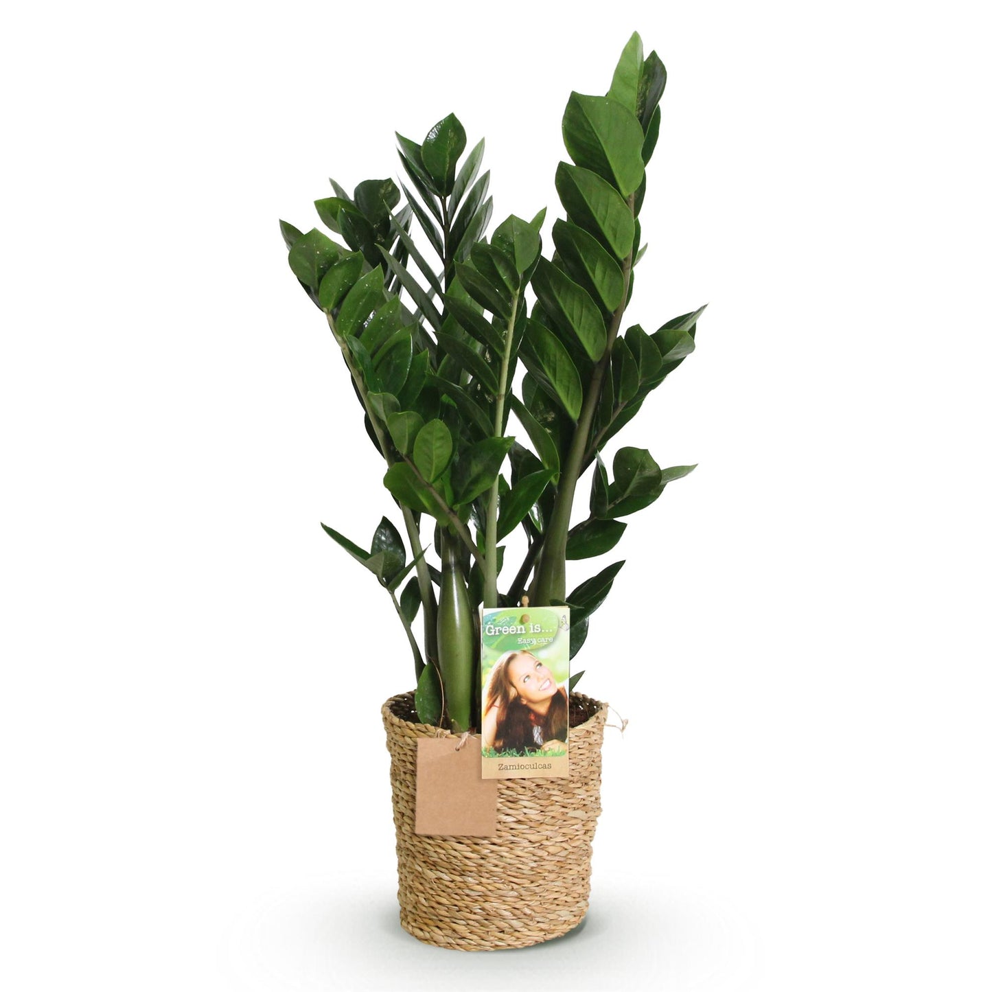 Plantes d'intérieur - Zamioculcas - Plante ZZ - Peu d'entretien - avec panier - Vert - 1 Plante - Pot 17cm - Hauteur 65-75cm