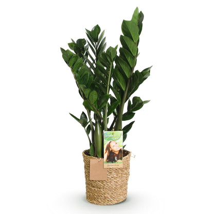 Plantes d'intérieur - Zamioculcas - Plante ZZ - Peu d'entretien - avec panier - Vert - 1 Plante - Pot 17cm - Hauteur 65-75cm