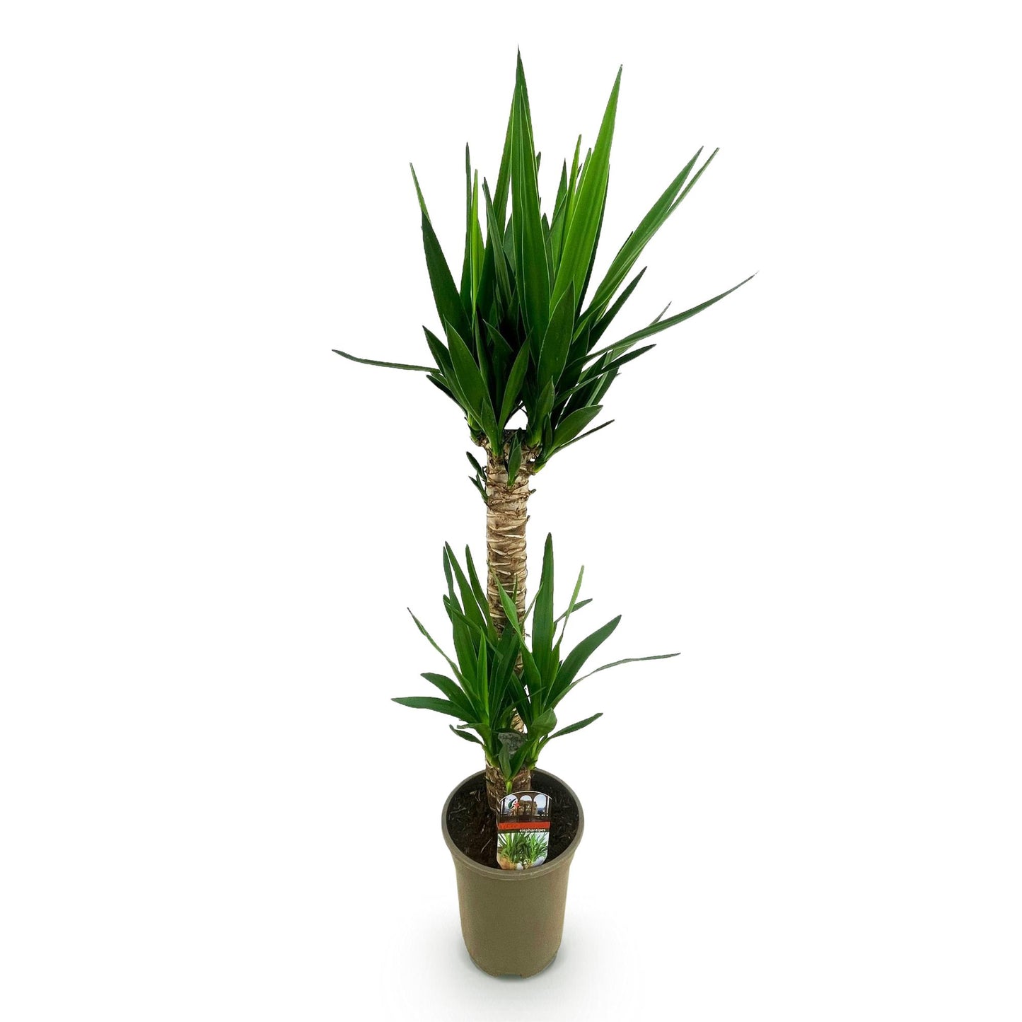 Plante d'intérieur - Yucca elephantipes - Yucca - Peu d'entretien - Vert - 1 - Pot 19cm - Hauteur 95cm