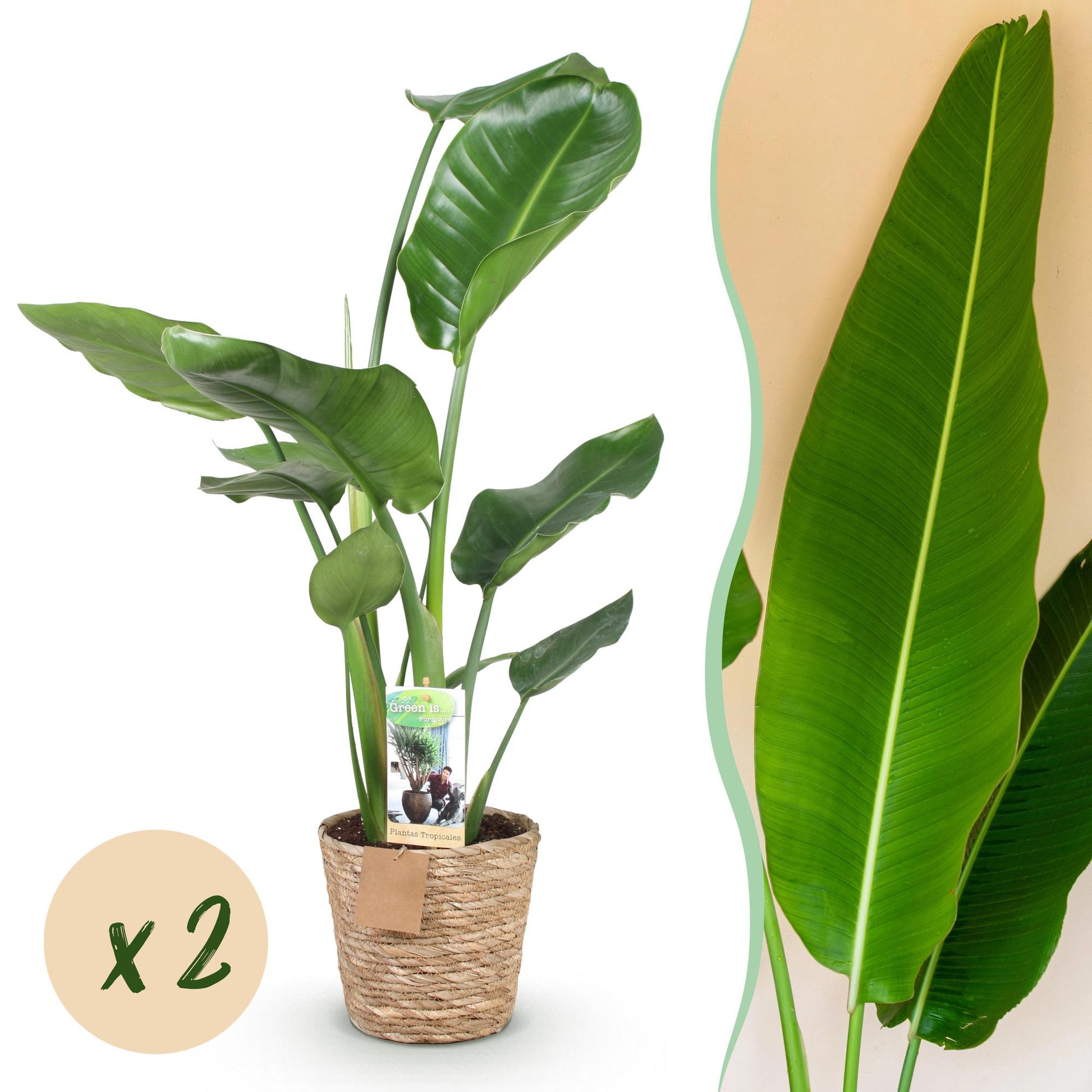 Un lot de 2 Strelitzia Nicolai dans un cache-pot tressé en osier, avec un gros plan de son feuillage vert dense et nervuré