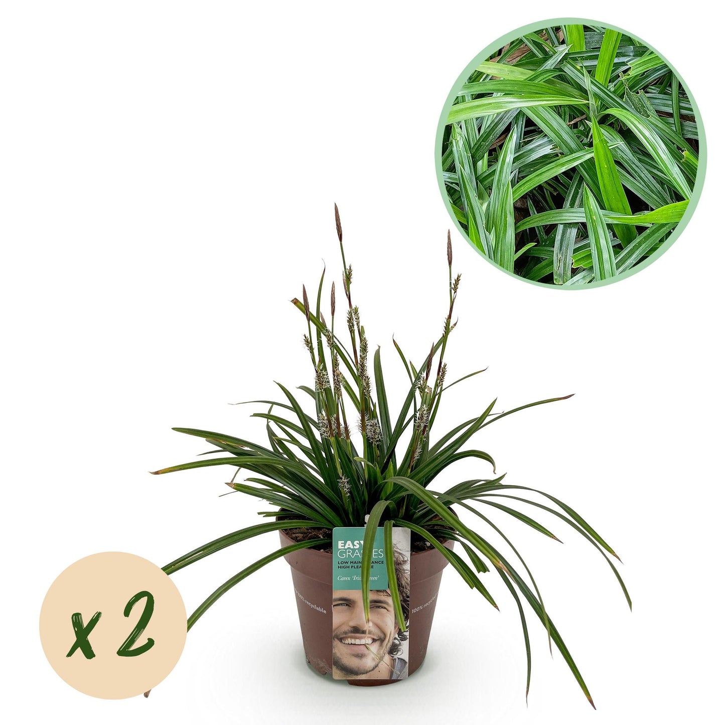 Carex morrowii Irish Green, jeune plant en pot, avec pastille 'x2' indiquant le nombre de plantes dans le lot. Gros plan du feuillage en ins