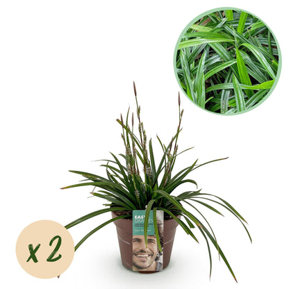 Carex morrowii Irish Green, jeune plant en pot, avec pastille 'x2' indiquant le nombre de plantes dans le lot. Gros plan du feuillage en ins