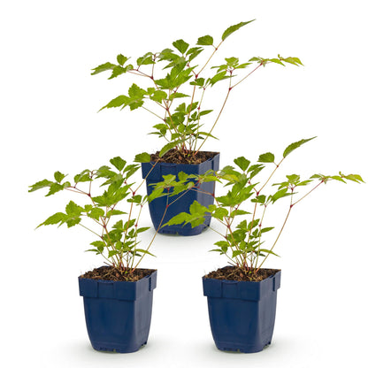 Astilbe Europe en pot. Trois plants vivaces prêts à être plantés, avec un feuillage vert luxuriant et des tiges rouges, sur fond blanc.