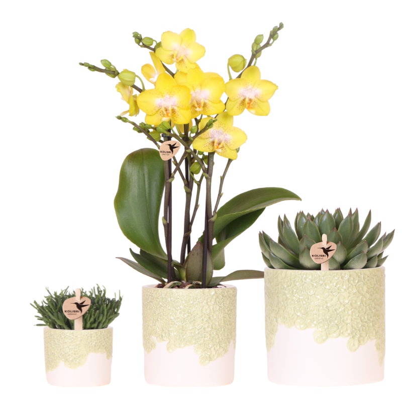 Orchidée Phalaenopsis 'Albenga' jaune (Phalaenopsis) - Set avec plantes vertes et cache-pots décoratifs - Pot 9 cm