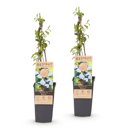 Vaccinium corymbosum Bluecrop. Deux plants de myrtille en pot, avec étiquette et jeunes feuilles vertes sur fond blanc.