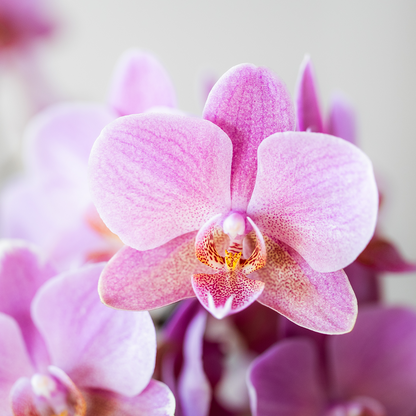 Orchidée Phalaenopsis en pot