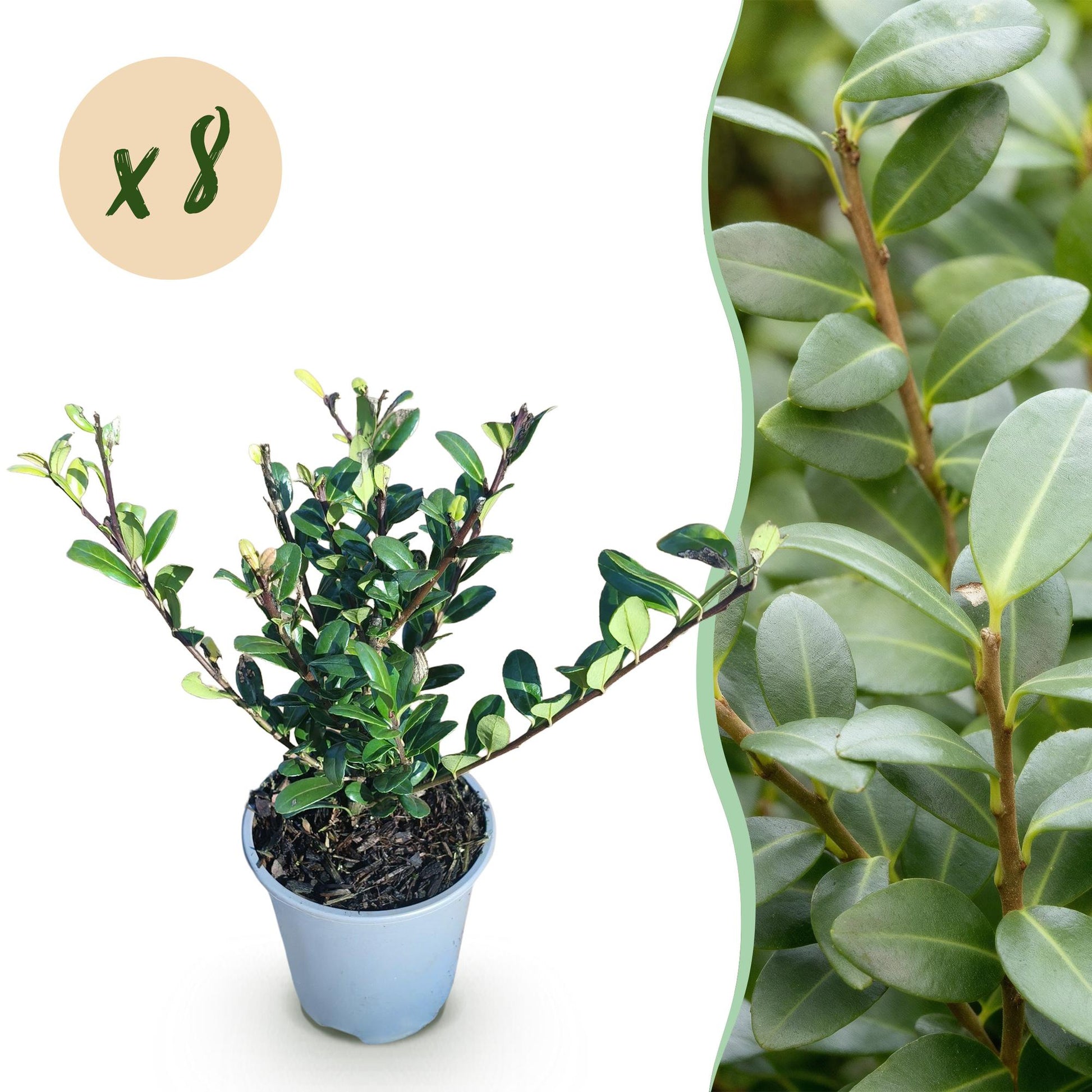 Ilex crenata Caroline Upright : 8 jeunes plants en pot avec un feuillage vert persistant. Une bulle jaune indique 'x8'.