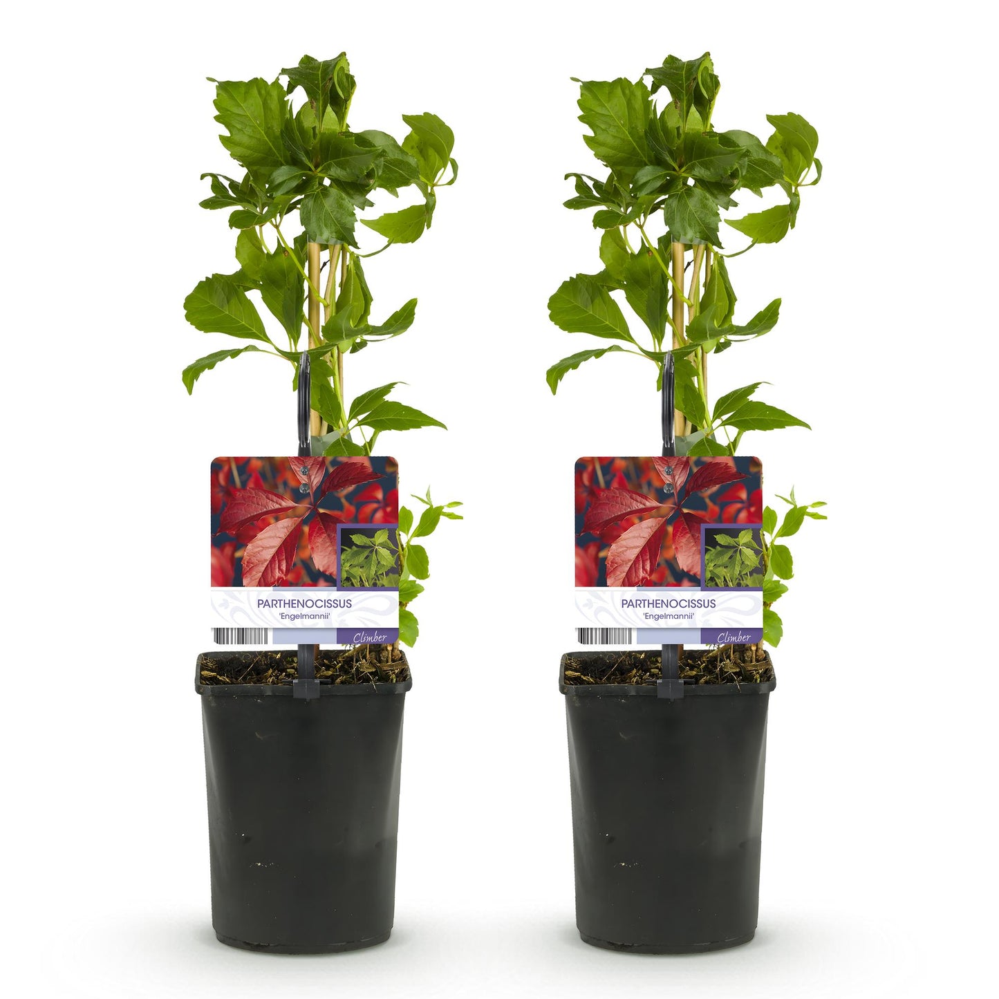 Parthenocissus Engelmannii : 2 plants de vigne sauvage avec feuillage vert, en pots sur fond blanc. Étiquettes montrant le feuillage rouge d