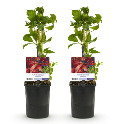 Parthenocissus Engelmannii : 2 plants de vigne sauvage avec feuillage vert, en pots sur fond blanc. Étiquettes montrant le feuillage rouge d