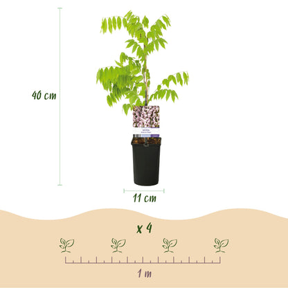 Glycine Wisteria floribunda Rosea. Schéma d'une plante de 40 cm de haut en pot de 11 cm, avec un espacement de plantation d'1 mètre.