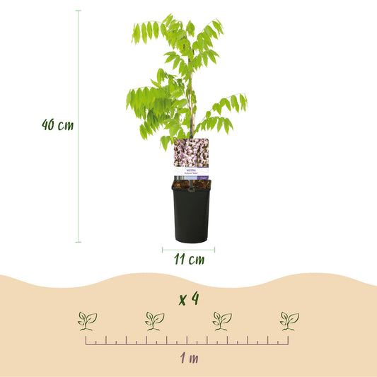 Glycine Wisteria floribunda Rosea. Schéma d'une plante de 40 cm de haut en pot de 11 cm, avec un espacement de plantation d'1 mètre.