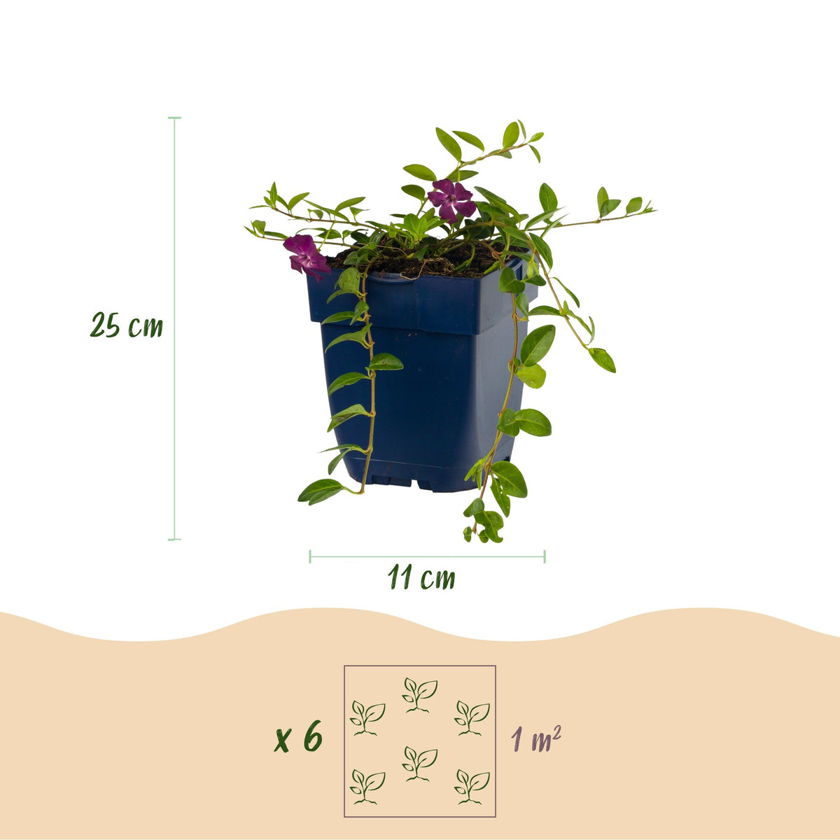 Dimensions Petite pervenche 'Atropurpurea' en pot de 11 cm