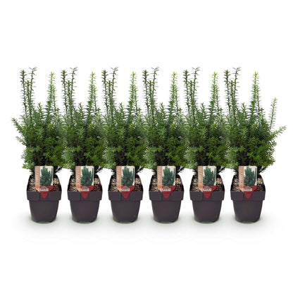 Taxus media Hilii : lot de six plants en pot de 17cm et 60cm de hauteur, avec feuillage vert persistant, alignés sur fond blanc.