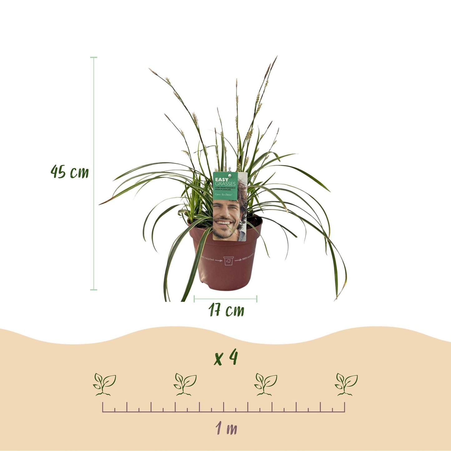 Carex morrowii Ice Dance en pot de 17cm et 45cm de haut, avec indication d'espacement de 1m pour 4 plants.